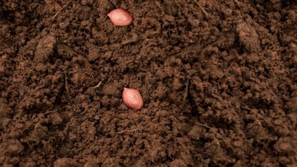 groundnut
