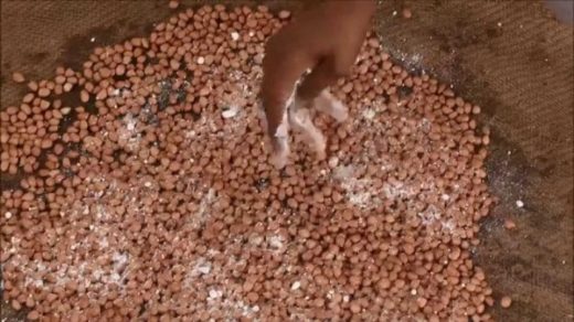 groundnut