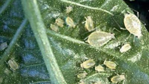 aphid