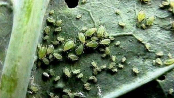 aphids