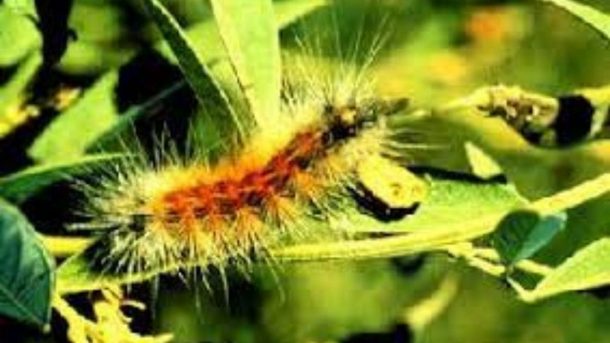caterpillar