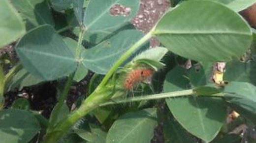 caterpillar