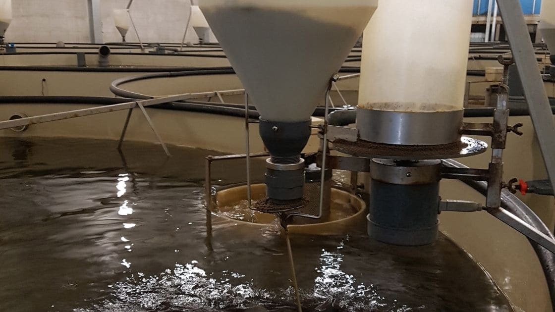 Mechanical Filter Ras Mechanical filters are useful in RAS fish farming?