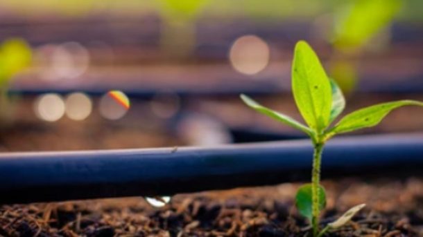 drip irrigation