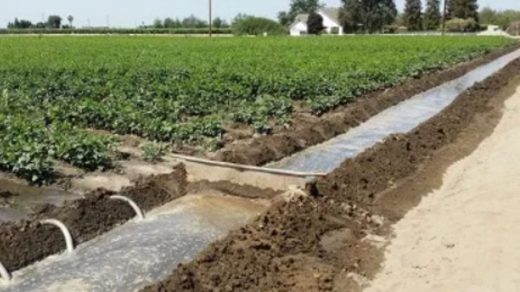surface irrigation