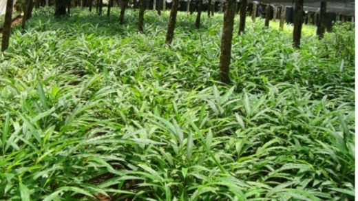 cardamom