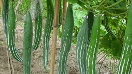 cultivar