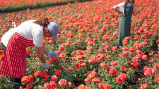 harvesting