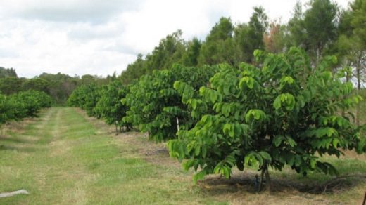 Custard apple