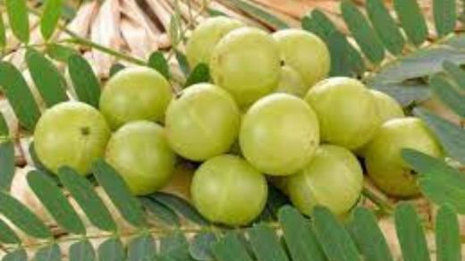 cultivar