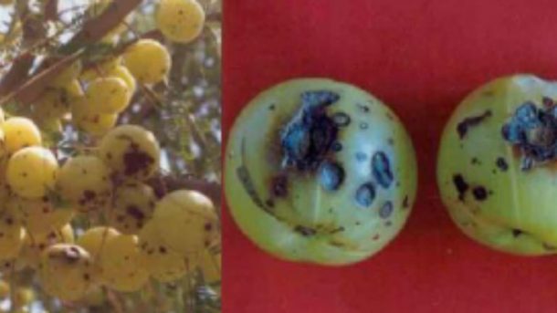 fruit