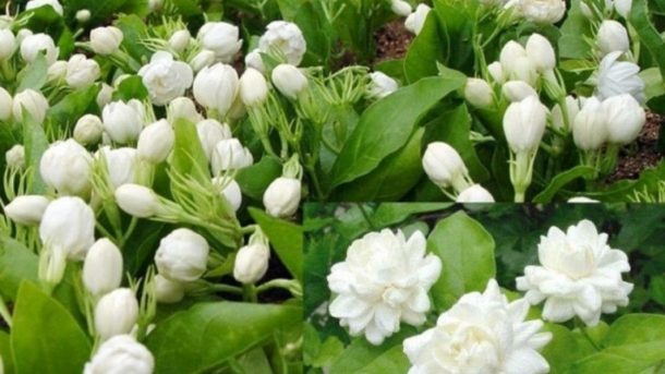 Jasmine