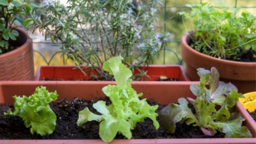 gardening