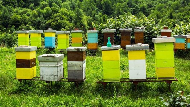 Honey bee