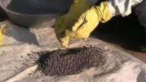 bio-fertilizer