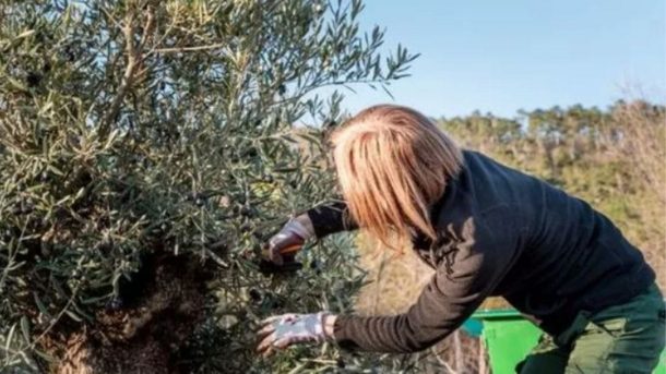 olive trees