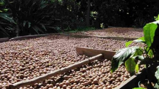 Macadamia Nuts