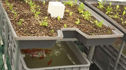 Aquaponics