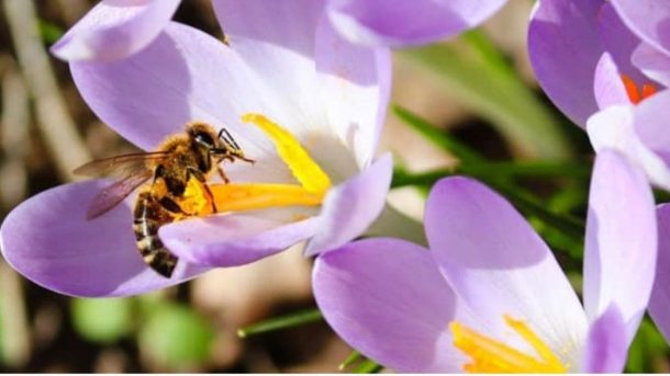 bee population