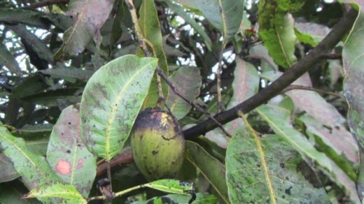 mango