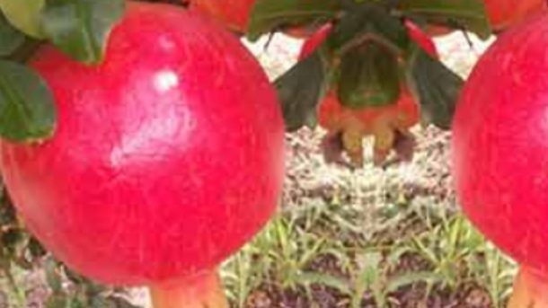 pomegranate