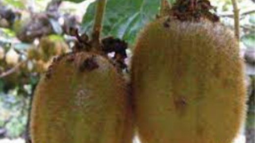 kiwi