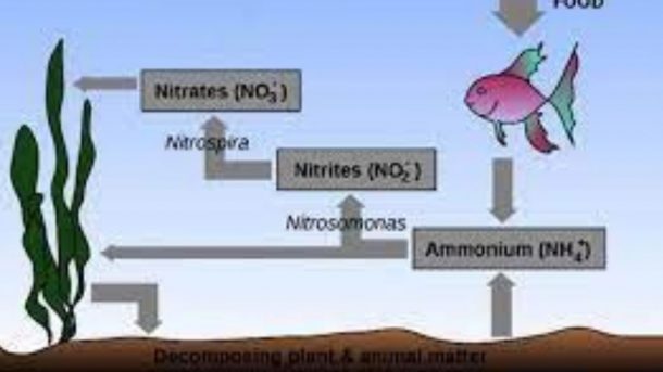 ammonia
