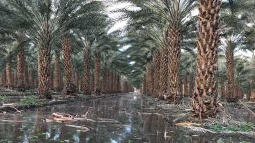palm trees