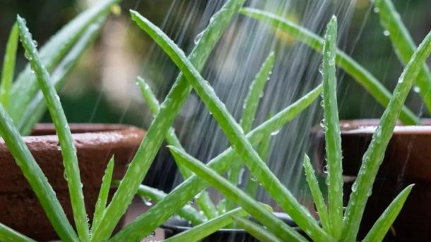 aloe Vera