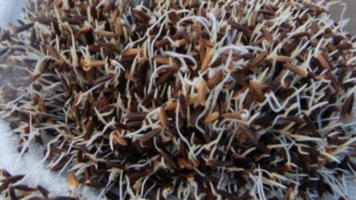 black rice