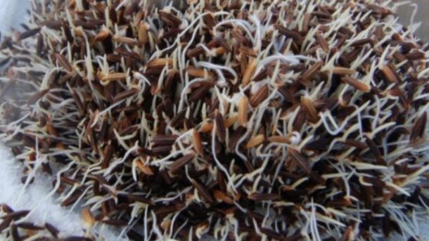 black rice