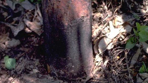 disease