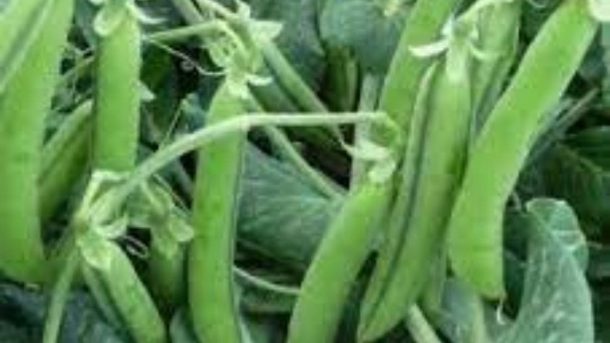 Arka Ajit