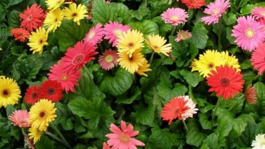 Gerbera