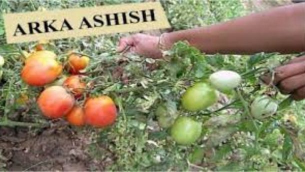 Arka Ashish