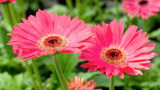 Gerbera