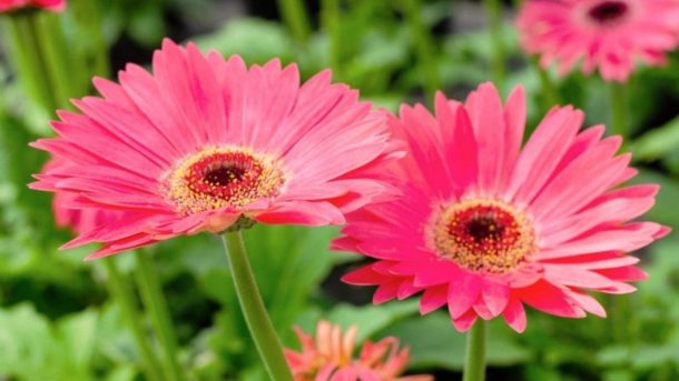 Gerbera