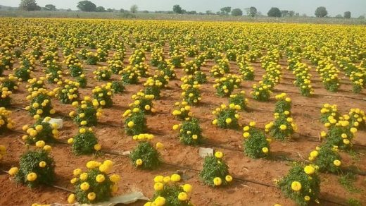 irrigation