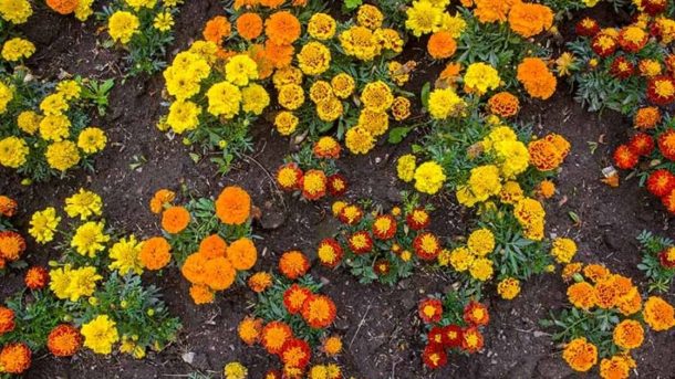 Marigold