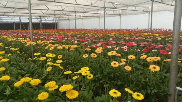 Gerbera flower