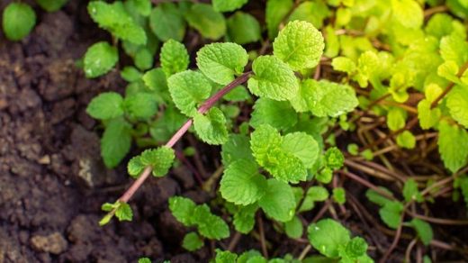 peppermint