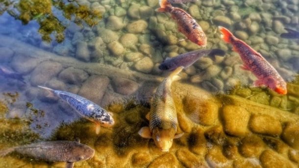 rearing pond