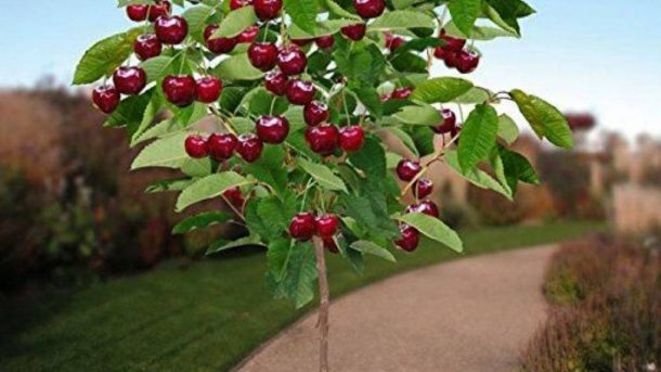 Dwarf Cherry