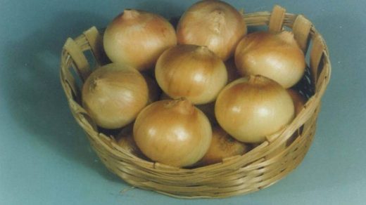 onion-Arka pitamber