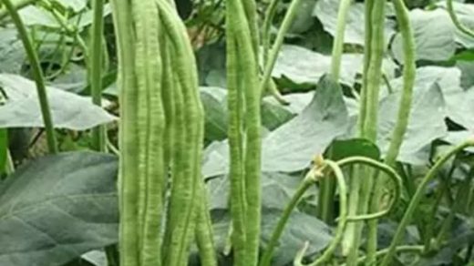 Arka Mangala