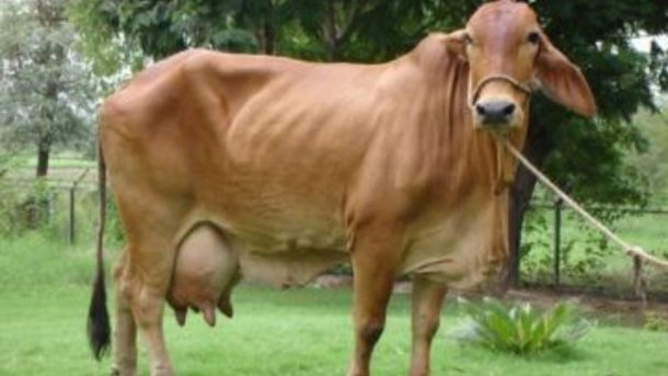 cow