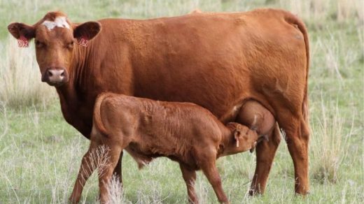calves