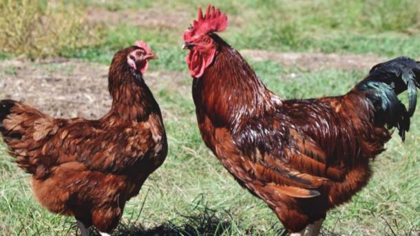 hen