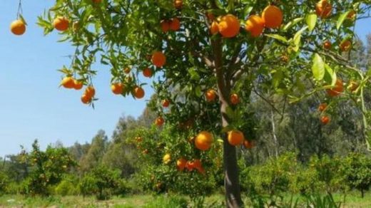 fruit thinning