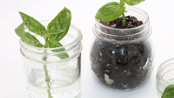 propagation is